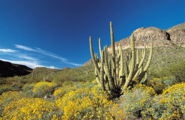 The Arizona desert